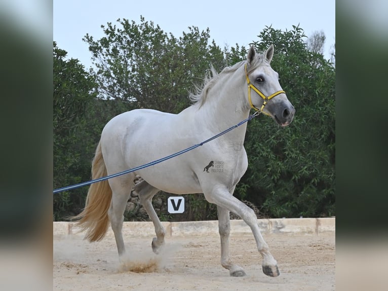 PRE Mix Stallone 3 Anni 162 cm Grigio in Menorca