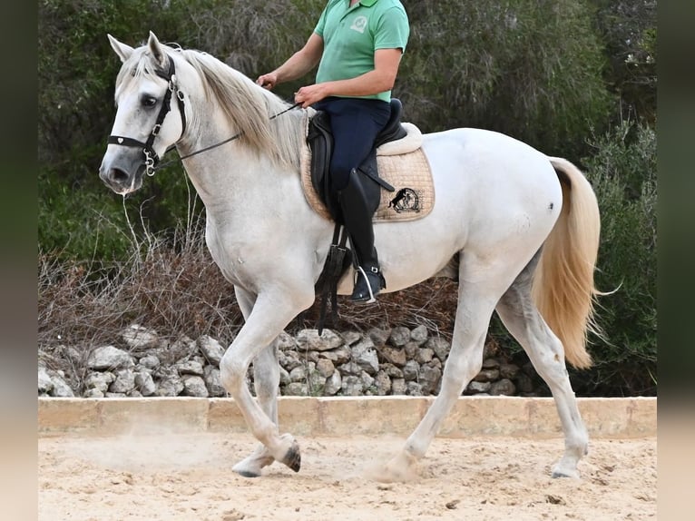 PRE Mix Stallone 3 Anni 162 cm Grigio in Menorca