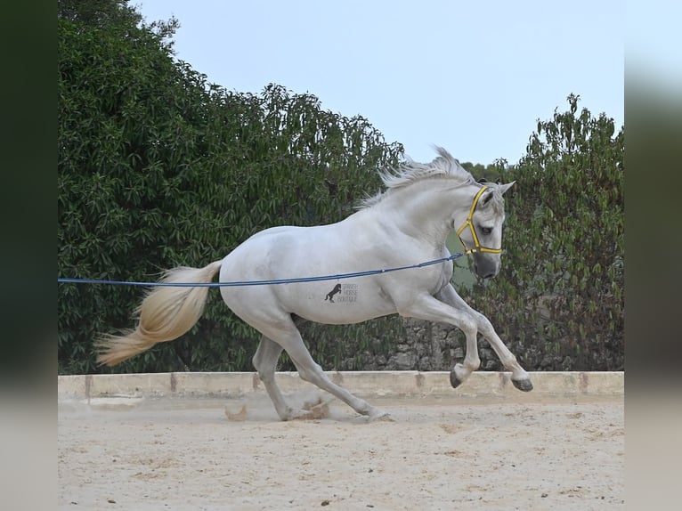 PRE Mix Stallone 3 Anni 162 cm Grigio in Menorca