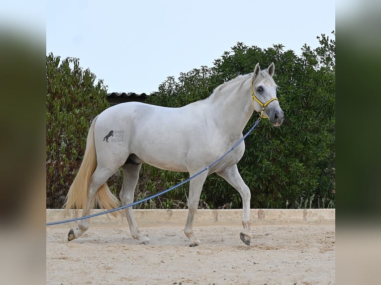 PRE Mix Stallone 3 Anni 162 cm Grigio in Menorca