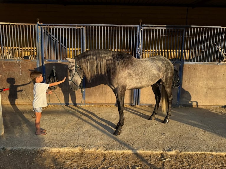 PRE Mix Stallone 3 Anni 162 cm Grigio pezzato in Vejer de la Frontera