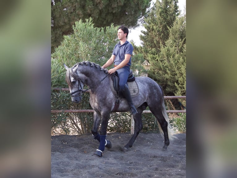 PRE Mix Stallone 3 Anni 162 cm Grigio pezzato in Vejer de la Frontera