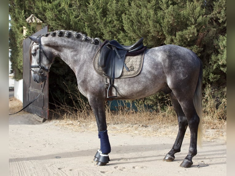 PRE Mix Stallone 3 Anni 162 cm Grigio pezzato in Vejer de la Frontera