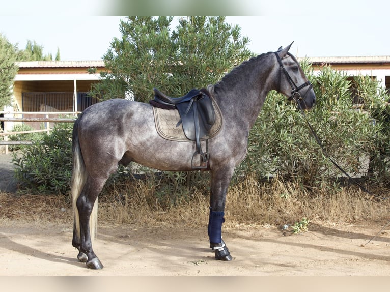 PRE Mix Stallone 3 Anni 162 cm Grigio pezzato in Vejer de la Frontera