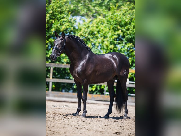 PRE Mix Stallone 3 Anni 162 cm Morello in Grebenhain