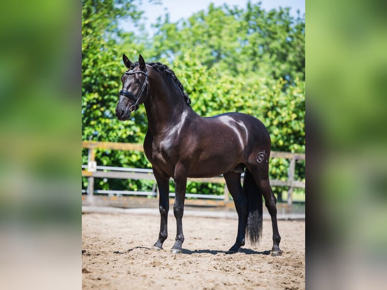 PRE Mix Stallone 3 Anni 162 cm Morello in Poeldijk