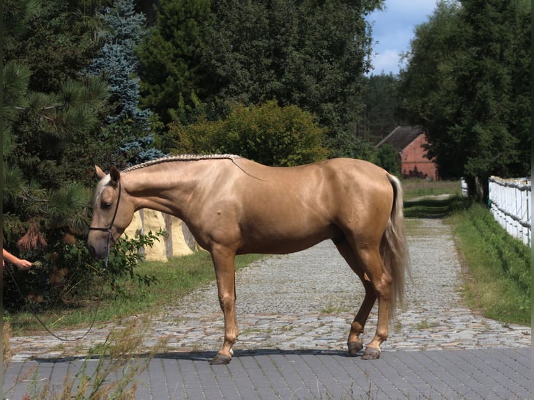 PRE Mix Stallone 3 Anni 162 cm Palomino in Santok