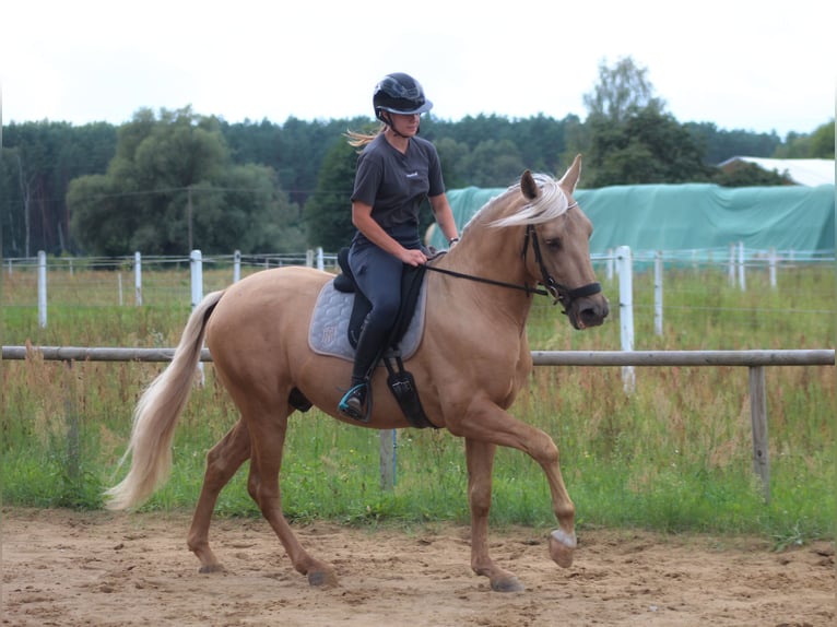 PRE Mix Stallone 3 Anni 162 cm Palomino in Santok
