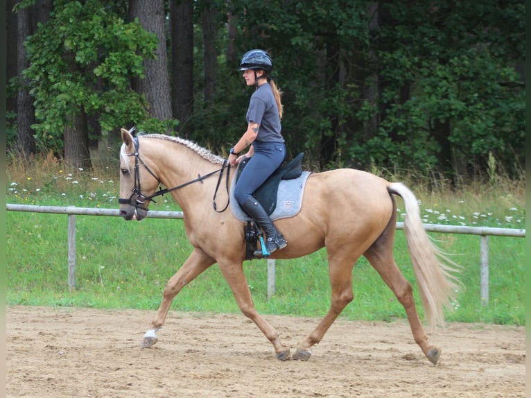 PRE Mix Stallone 3 Anni 162 cm Palomino in Santok