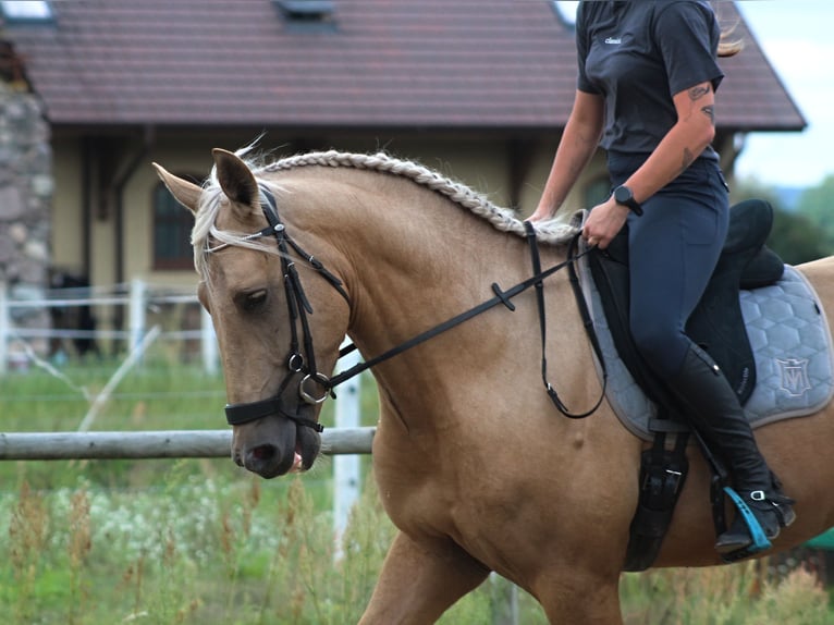 PRE Mix Stallone 3 Anni 162 cm Palomino in Santok