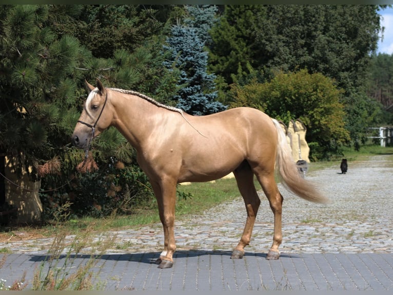 PRE Mix Stallone 3 Anni 162 cm Palomino in Santok