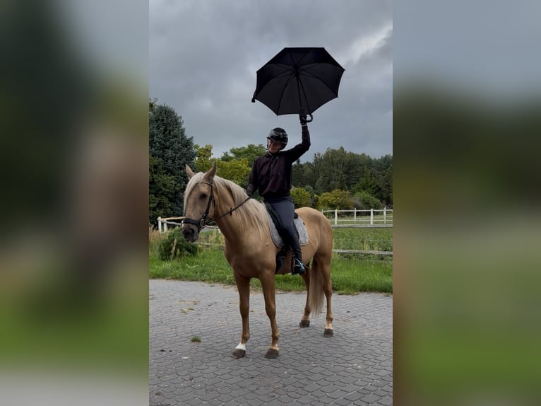 PRE Mix Stallone 3 Anni 162 cm Palomino in Santok