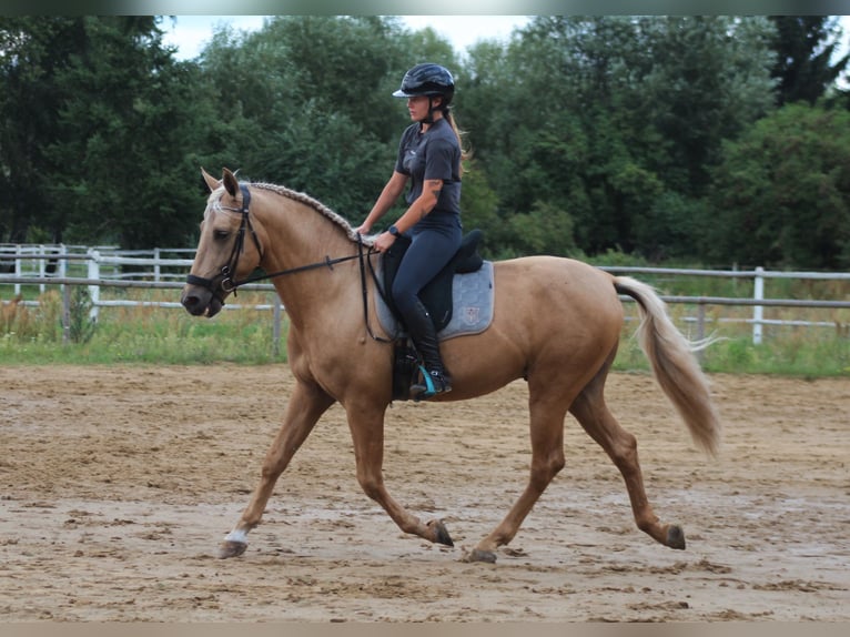 PRE Mix Stallone 3 Anni 162 cm Palomino in Santok