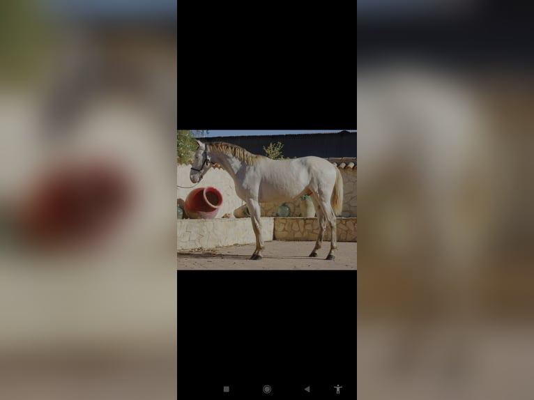 PRE Stallone 3 Anni 162 cm Pearl in Murcia