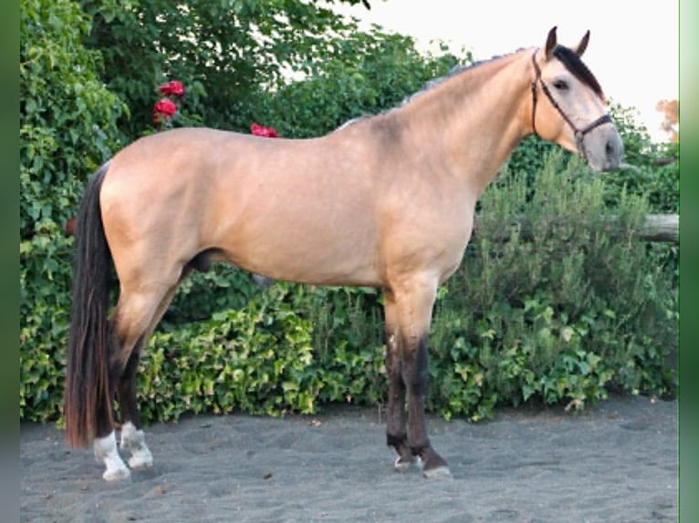 PRE Stallone 3 Anni 162 cm Pelle di daino in Galaroza (Huelva)