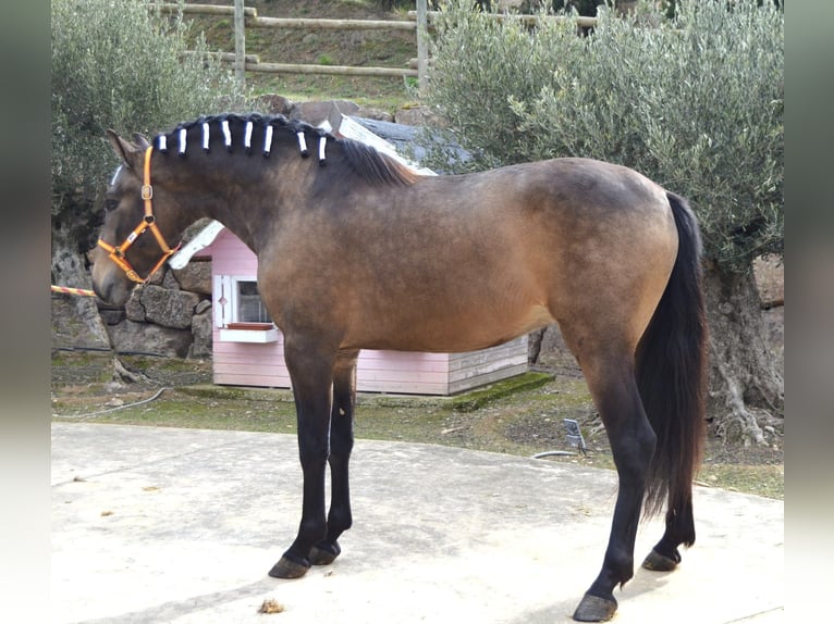 PRE Mix Stallone 3 Anni 162 cm Pelle di daino in Logroño