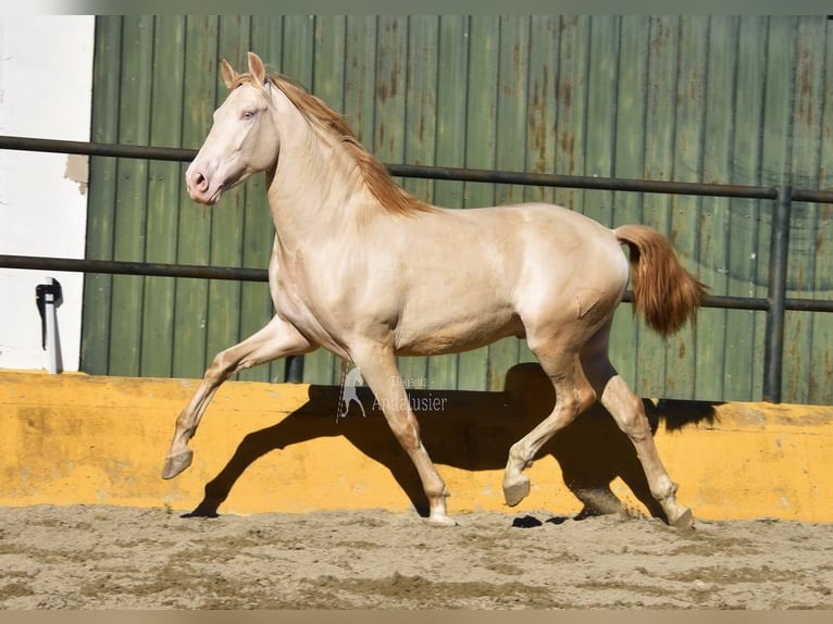 PRE Mix Stallone 3 Anni 162 cm Perlino in Povinz Malaga