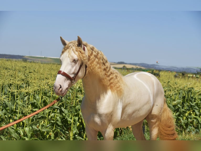PRE Mix Stallone 3 Anni 162 cm Perlino in Galaroza (Huelva)