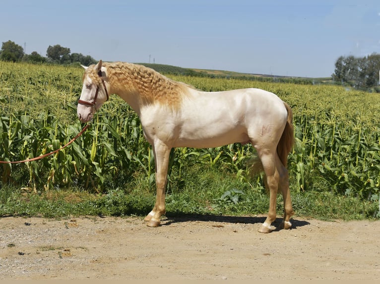 PRE Mix Stallone 3 Anni 162 cm Perlino in Galaroza (Huelva)