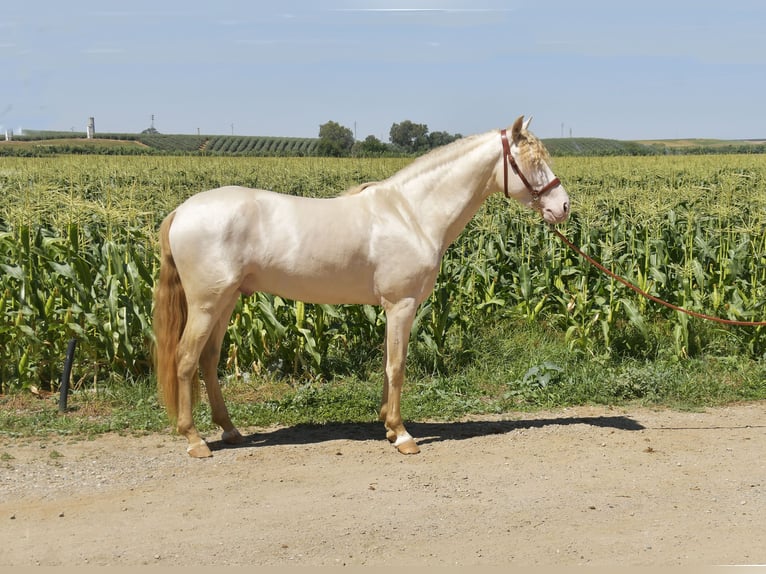 PRE Mix Stallone 3 Anni 162 cm Perlino in Galaroza (Huelva)