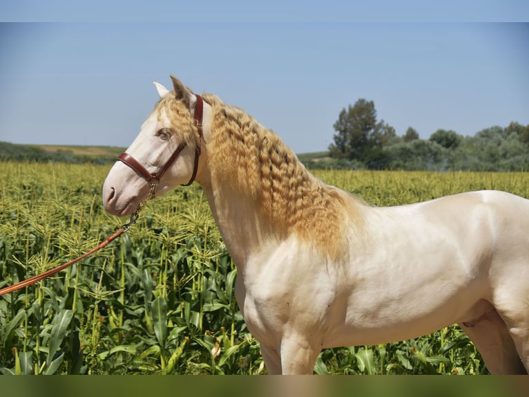 PRE Mix Stallone 3 Anni 162 cm Perlino in Galaroza (Huelva)