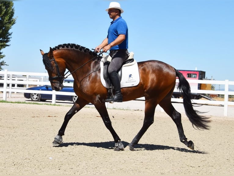 PRE Stallone 3 Anni 163 cm Baio in Provinz Granada