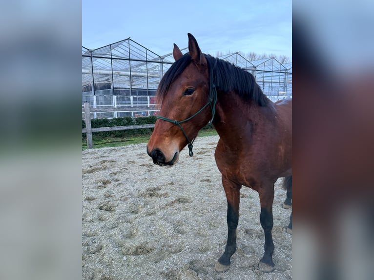 PRE Stallone 3 Anni 163 cm Baio in Ranst