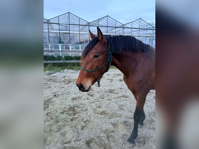 PRE Stallone 3 Anni 163 cm Baio in Ranst