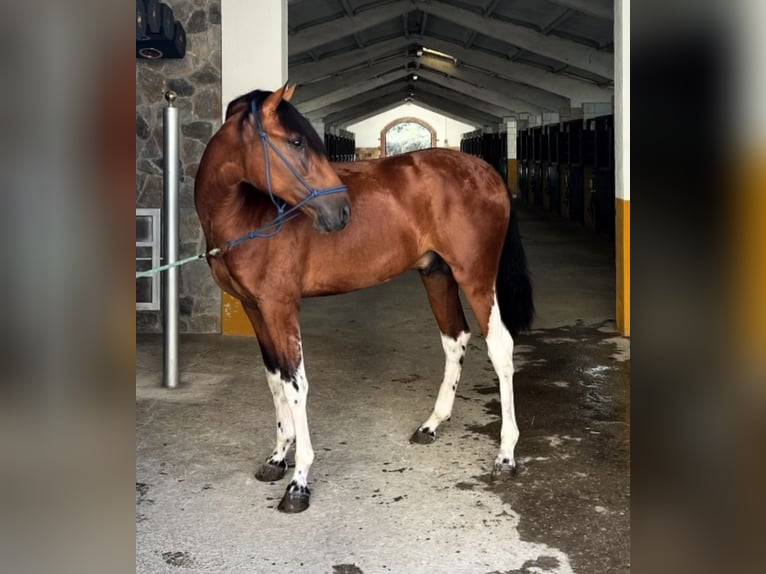 PRE Mix Stallone 3 Anni 163 cm Baio ciliegia in Hamburg