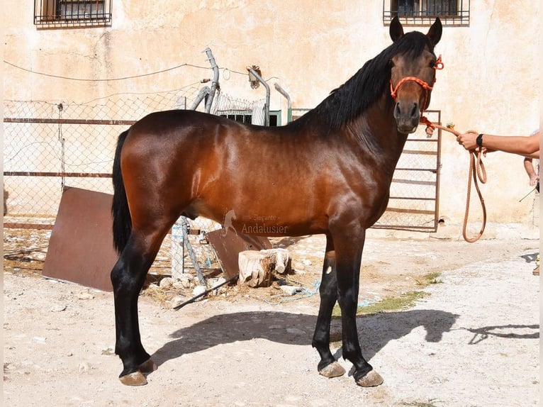 PRE Stallone 3 Anni 163 cm  in Provinz Granada