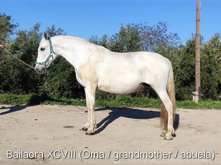 PRE Stallone 3 Anni 163 cm  in Provinz Granada