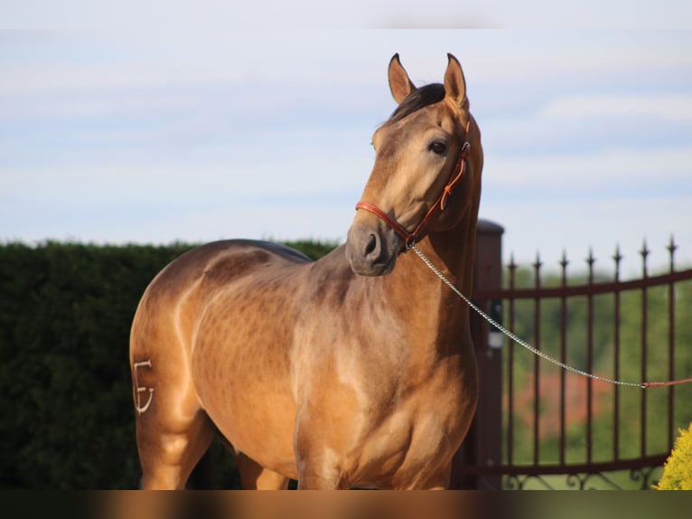 PRE Stallone 3 Anni 163 cm Falbo in Chalon-sur-Saône