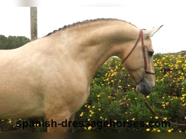 PRE Mix Stallone 3 Anni 163 cm Falbo in Barcelona