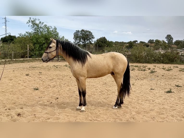 PRE Mix Stallone 3 Anni 163 cm Falbo in Galaroza (Huelva)