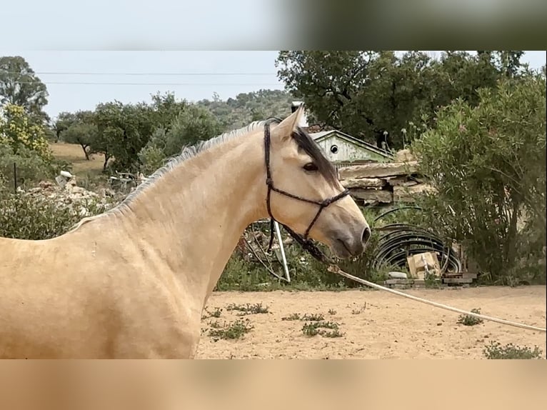 PRE Mix Stallone 3 Anni 163 cm Falbo in Galaroza (Huelva)