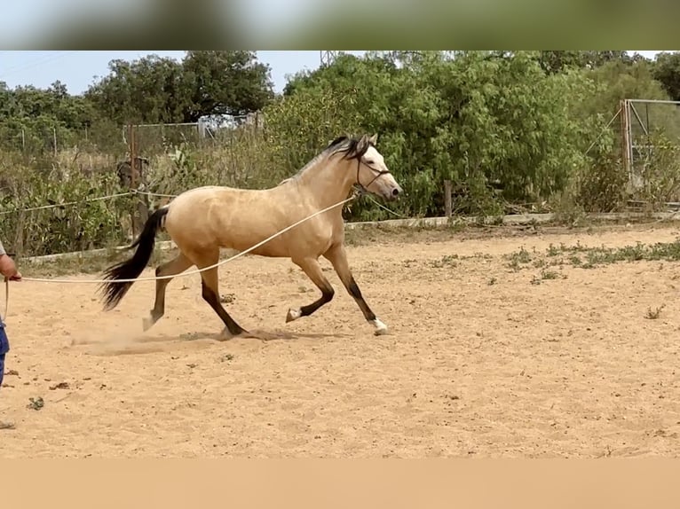PRE Mix Stallone 3 Anni 163 cm Falbo in Galaroza (Huelva)