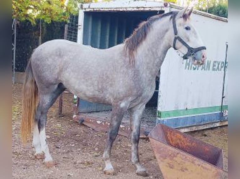 PRE Mix Stallone 3 Anni 163 cm Grigio in Madrid