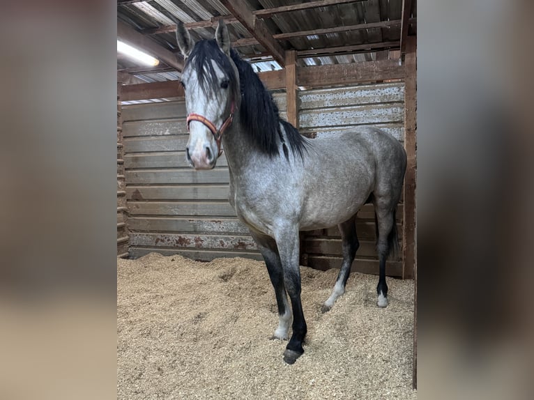 PRE Mix Stallone 3 Anni 163 cm Grigio in Villena