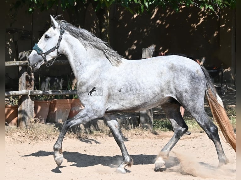 PRE Mix Stallone 3 Anni 163 cm Grigio in Mallorca