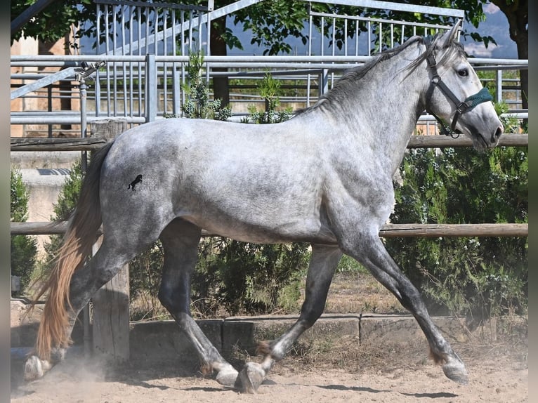 PRE Mix Stallone 3 Anni 163 cm Grigio in Mallorca