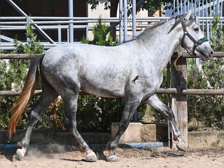 PRE Mix Stallone 3 Anni 163 cm Grigio in Mallorca