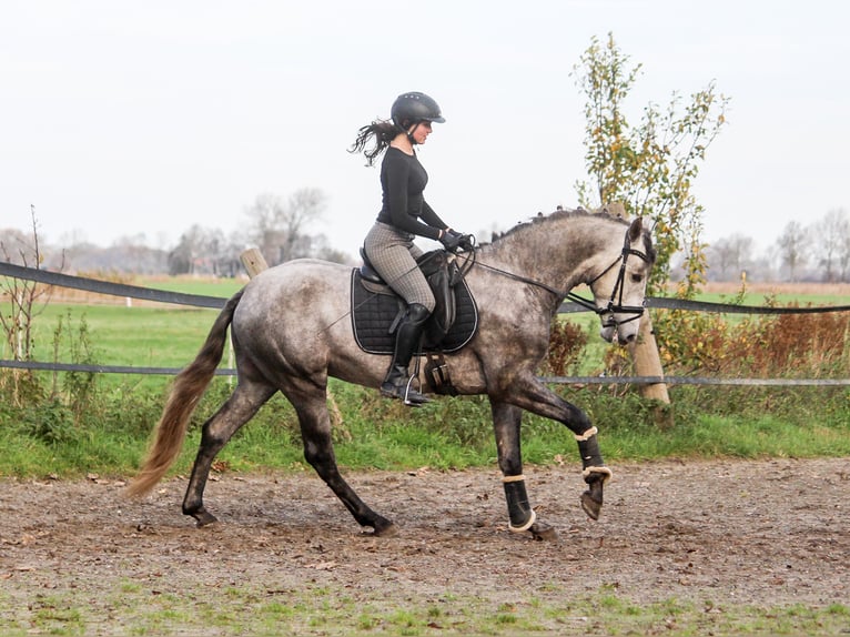PRE Mix Stallone 3 Anni 163 cm Grigio in Wremen