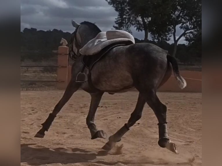 PRE Stallone 3 Anni 163 cm Grigio pezzato in Pedralba