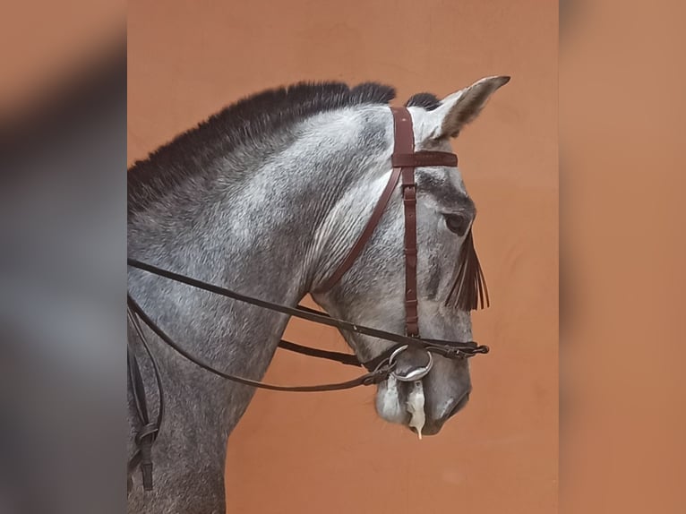 PRE Stallone 3 Anni 163 cm Grigio pezzato in Pedralba