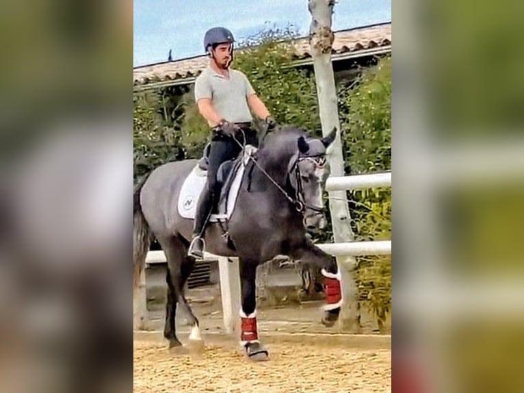PRE Mix Stallone 3 Anni 163 cm Grigio pezzato in Sevilla