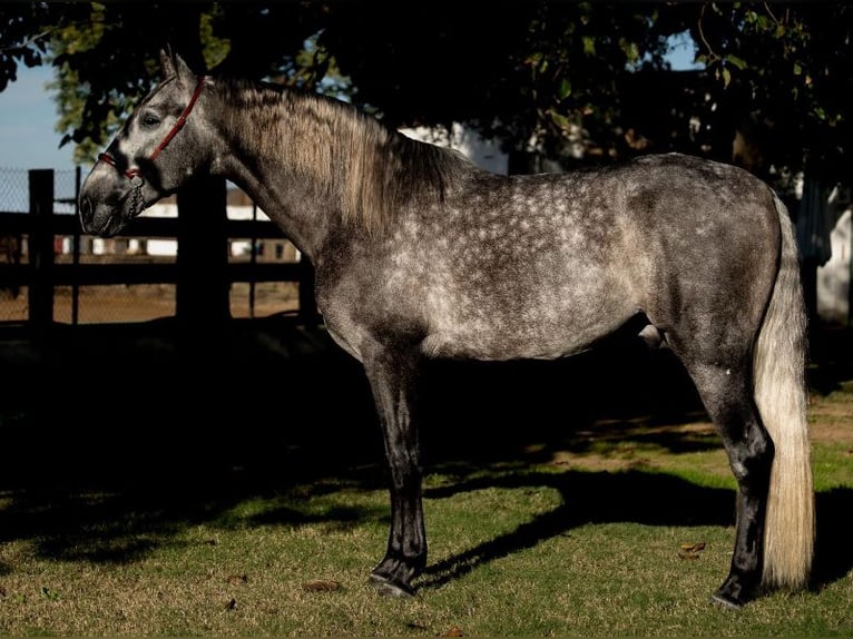 PRE Mix Stallone 3 Anni 163 cm Grigio pezzato in Santa Perpetua de Mogoda