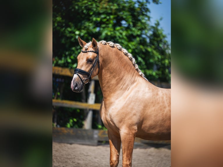 PRE Stallone 3 Anni 163 cm Palomino in Poeldijk