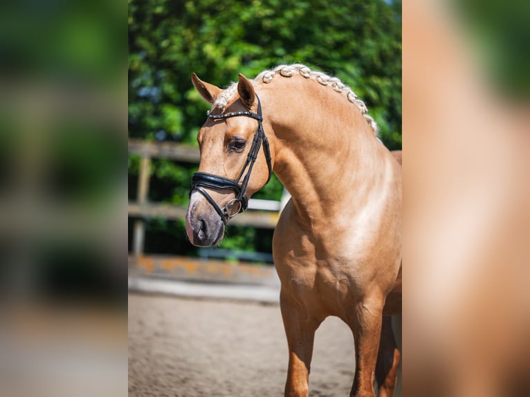 PRE Stallone 3 Anni 163 cm Palomino in Poeldijk