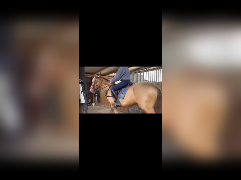 PRE Mix Stallone 3 Anni 163 cm Pearl in Zaffelare