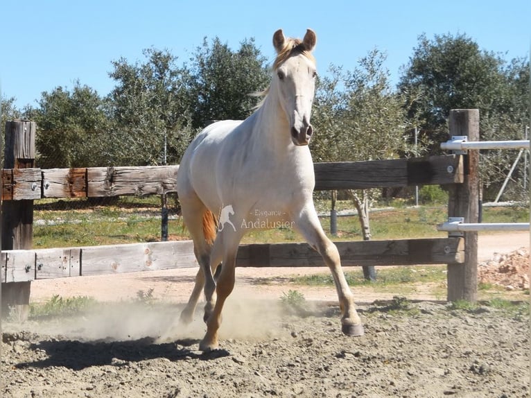 PRE Stallone 3 Anni 163 cm Pearl in Provinz Malaga